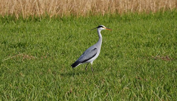 Parcours d'observation d'oiseaux et sites naturels à explorer en Vendée